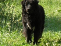 2011-11-juni-024