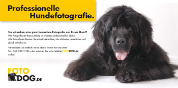 Fotodog
