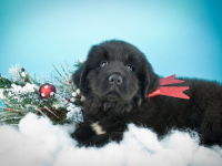 Christmas Puppy