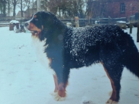 Berner 02