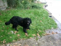 samson02