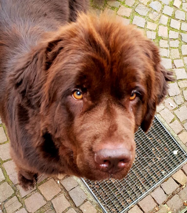 Aphorismen Neufundlaender in Not e.V.