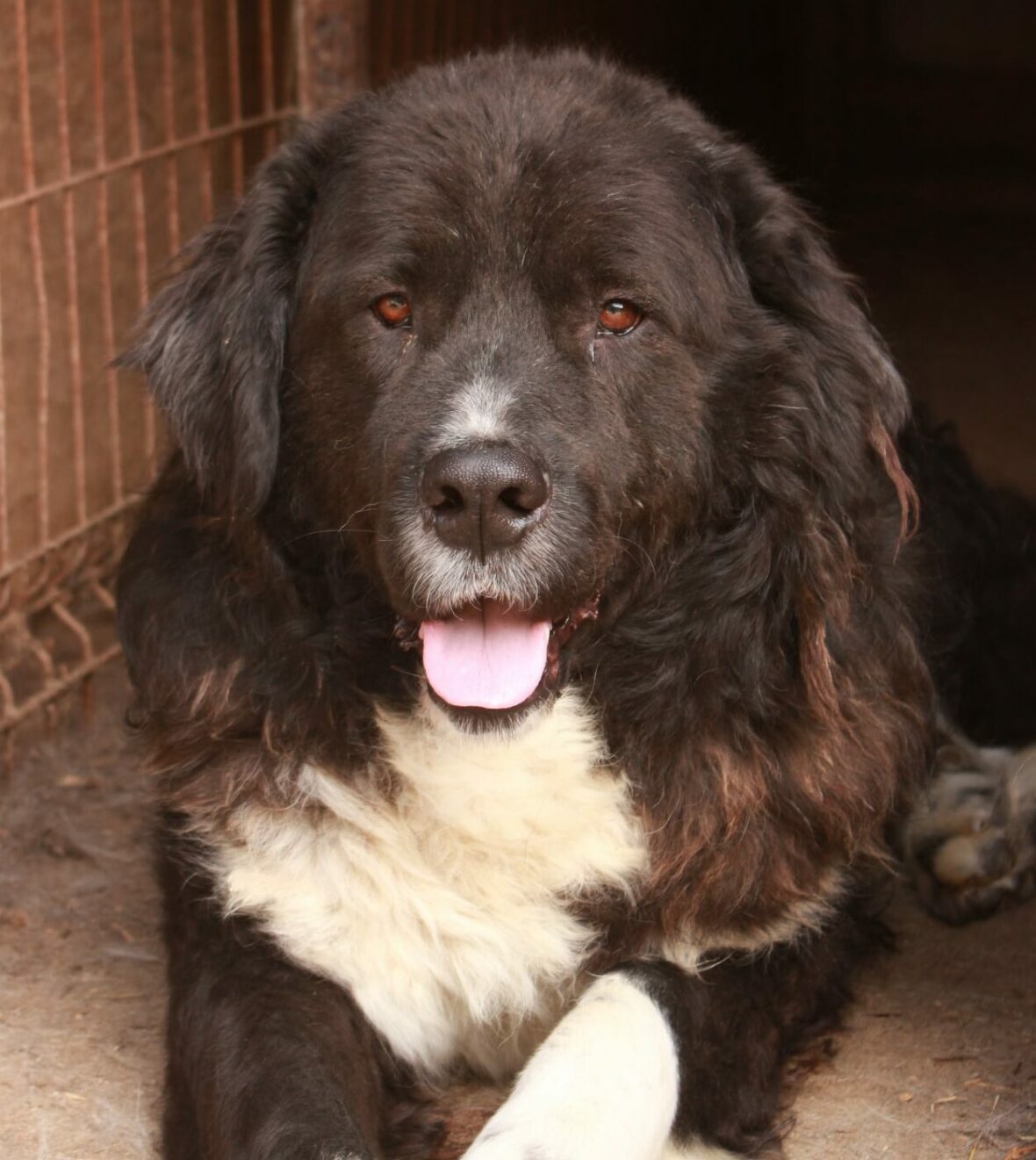 neufundl�nder dringend abzugeben